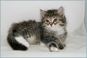 Male Siberian Kitten from Deedlebug Siberians